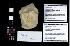 Foto (Objekt + Etikett) von Pithonoton sp.  (NHMW-GEO-1990-0041-3171)